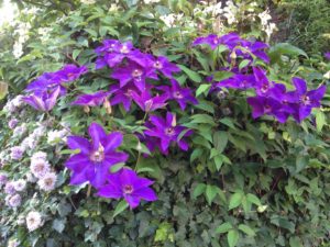 Jerry's favorite clematis blooming in his and Bryan's garden.