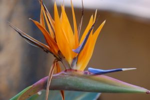 bird of paradise flower