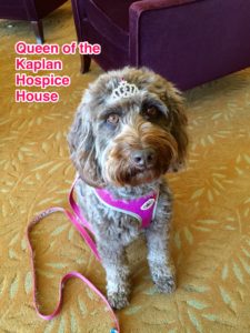 Care Dimensions pet therapy dog Tessie queen of the Kaplan Hospice House