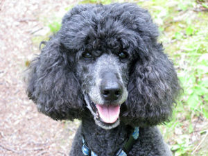 Maxie was a therapy dog for more than 14 years and made over 300 visits, including trips to homes of Care Dimensions hospice patients.