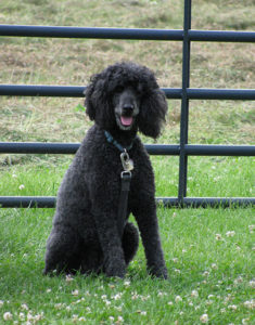 Maxie, a standard poodle and pet therapy dog for hospice patients and others, poses for picture by fence in field
